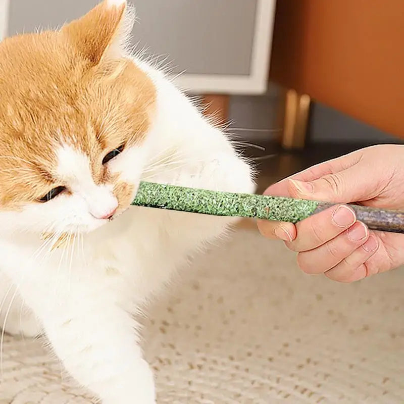 Cat Grass Sticks Indoor Cat Teething Grass Sticks Teething Stick Snacks For Cats Cat